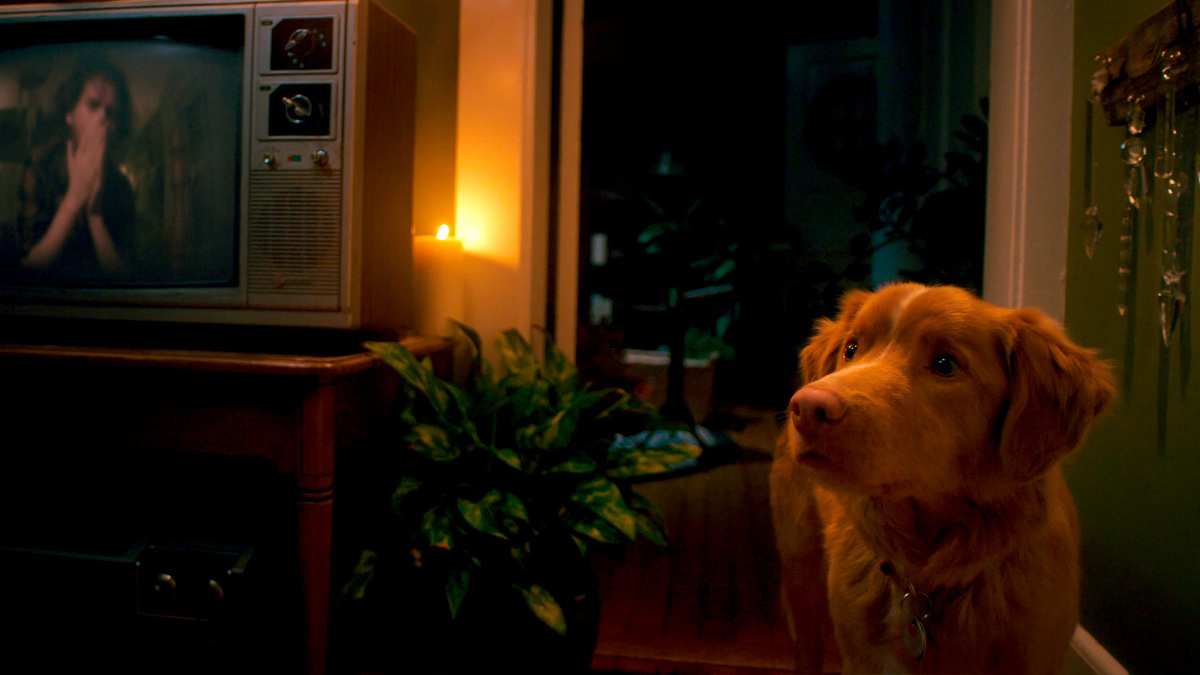 Кадр из фильма «Глазами пса»