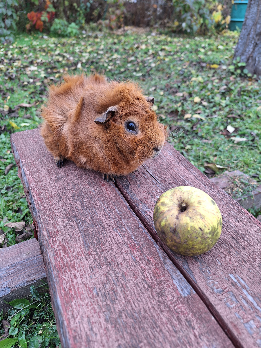 Кима и яблоко.