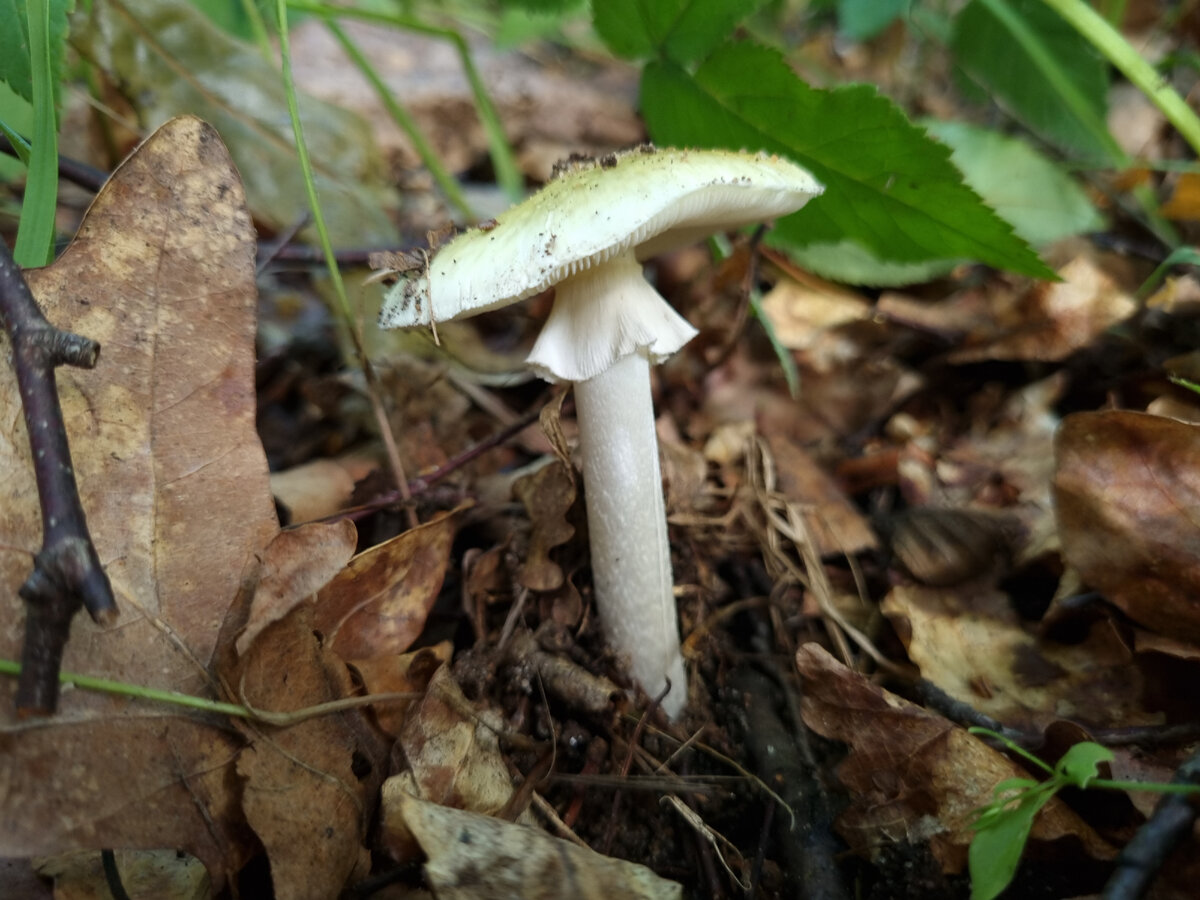 Бледная поганка — убийца под маской простушки