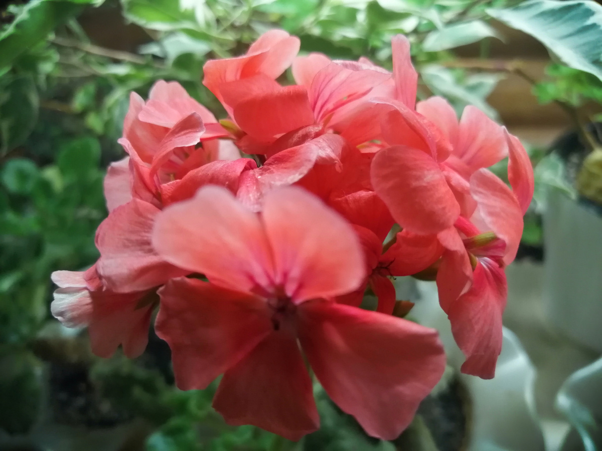 Пеларгония до сих пор цветет
