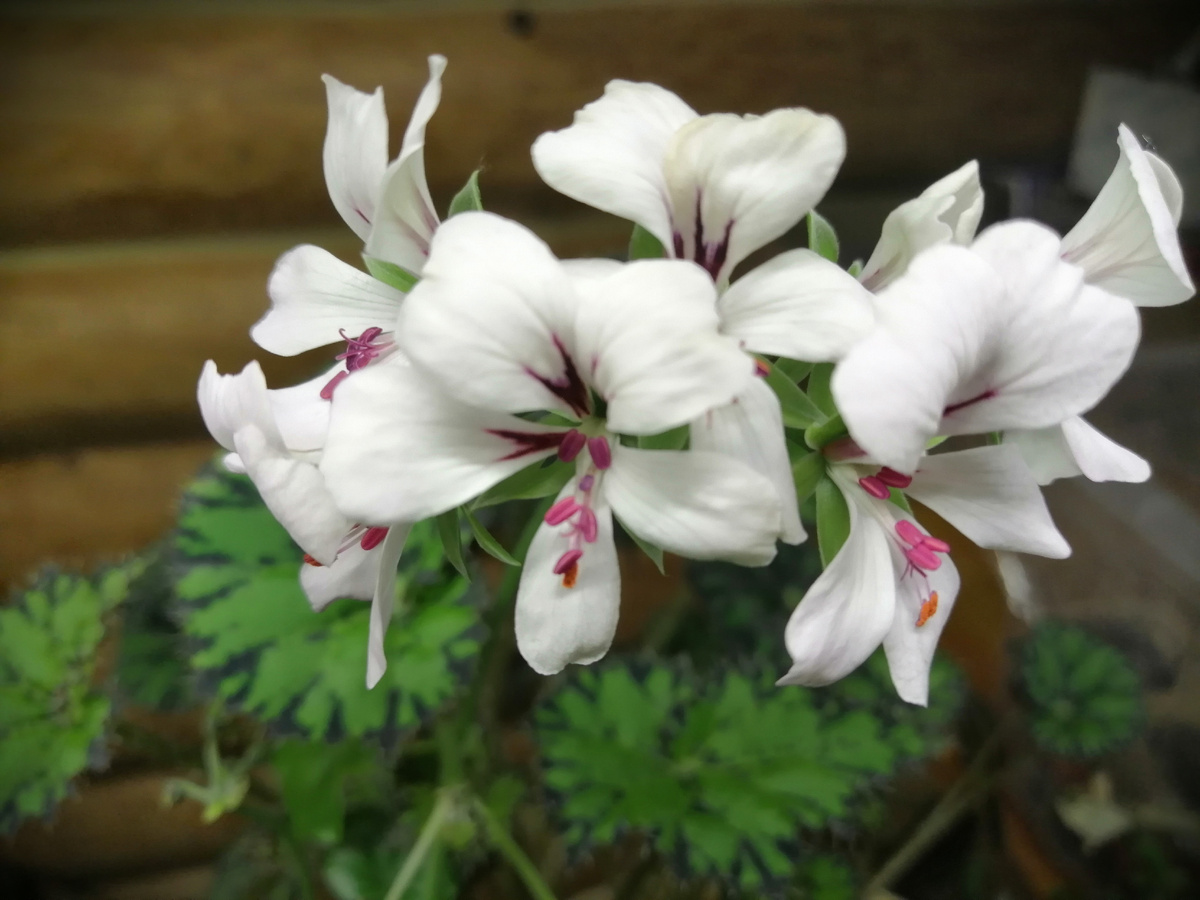 Плющелистная, ампельная