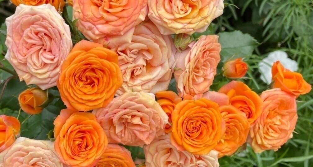 Воспоминания о лете. Фотографии, которые будут вдохновлять на создание красоты (Часть 2)