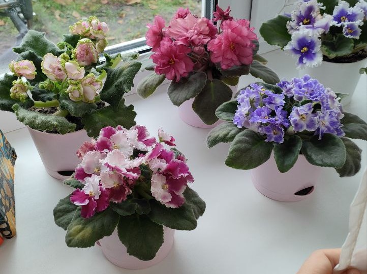 Живые без химозы и паутинного клеща: в октябре букетики из фиалок еще больше кажутся прекрасными