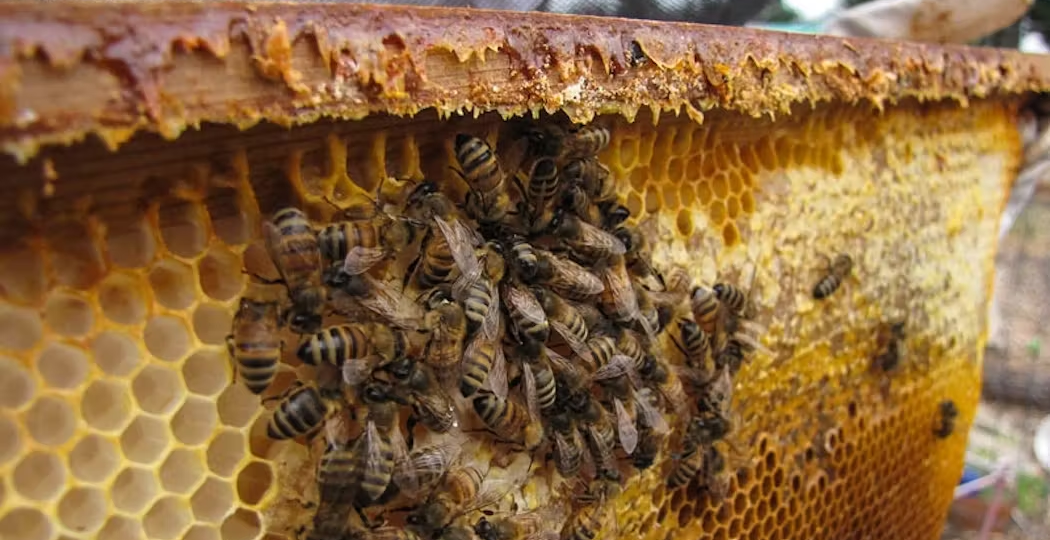 Как правильно объединять пчелиные семьи осенью