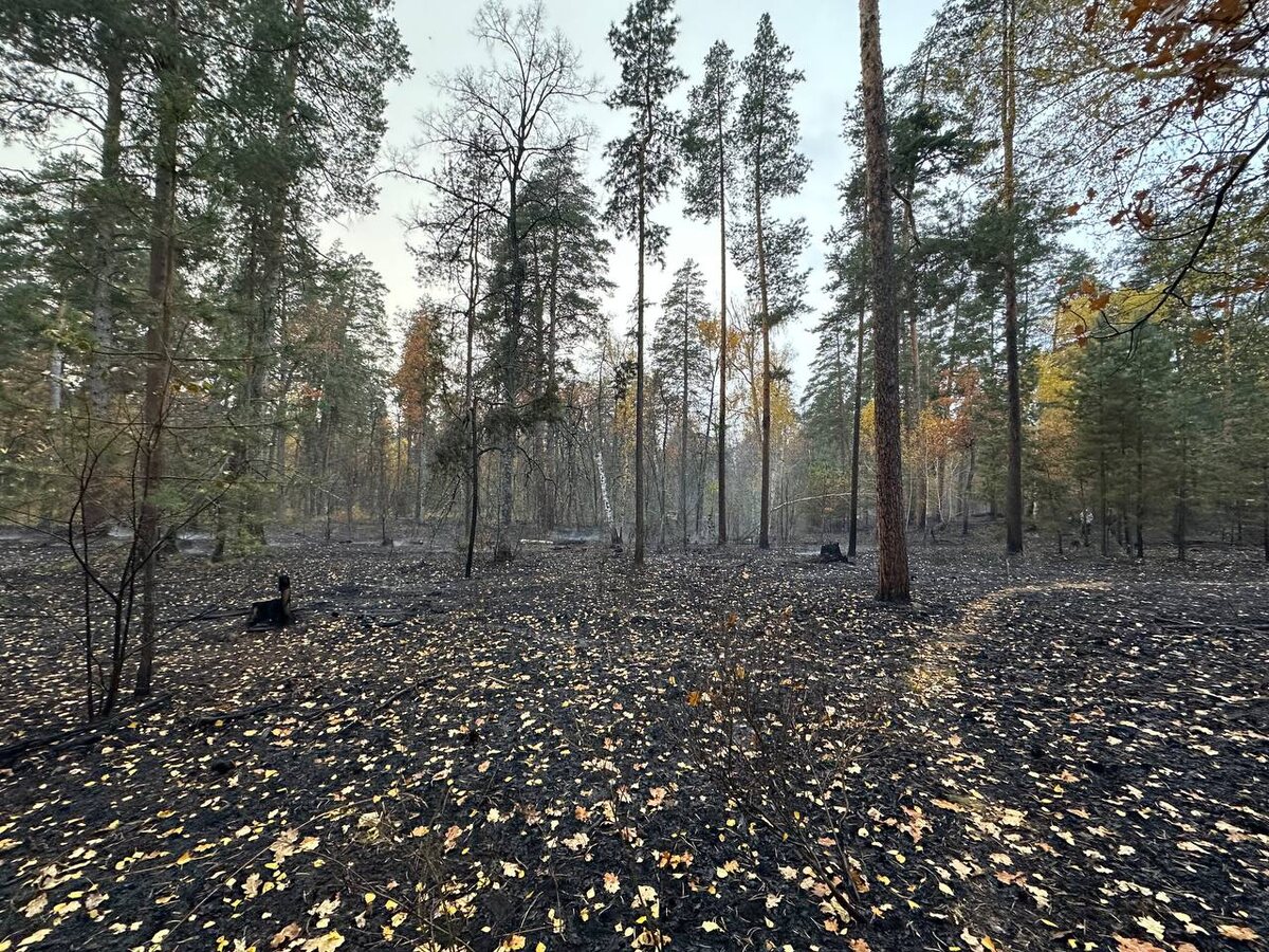    В Бузулукском бору за 12 часов потушили крупный лесной пожар