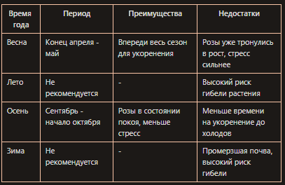 Сроки персадки роз