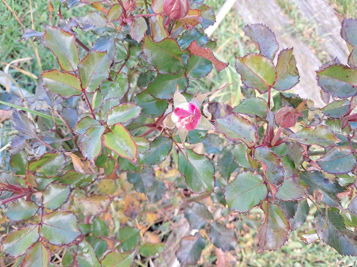 Осенняя роза