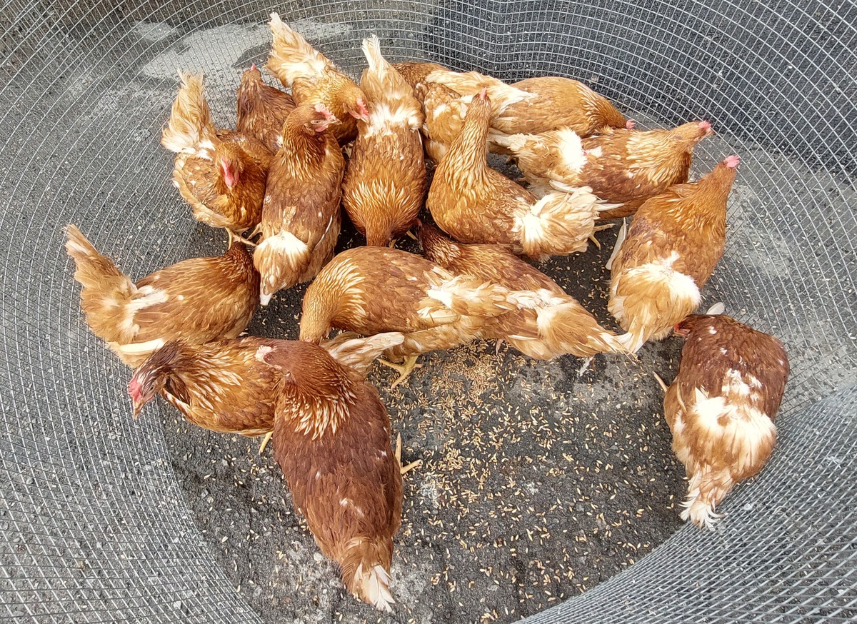 Куры породы Ломан Браун