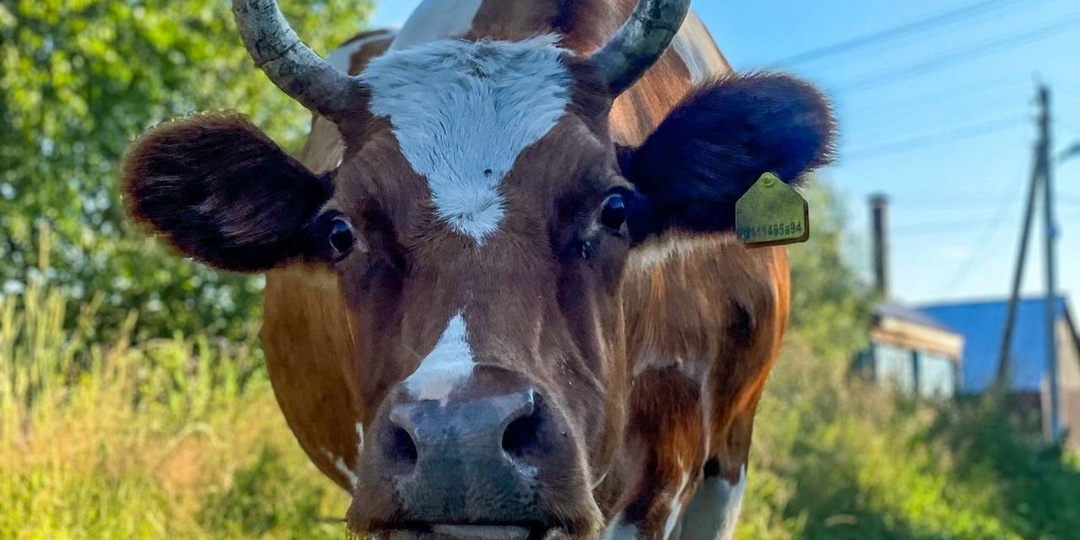 Крупную животноводческую ферму хотят построить в Нижегородской области