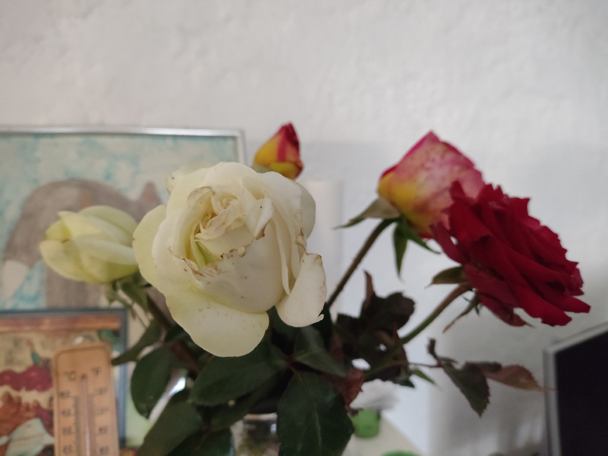 Как домой принесла, сразу бутоны раскрываться начали...