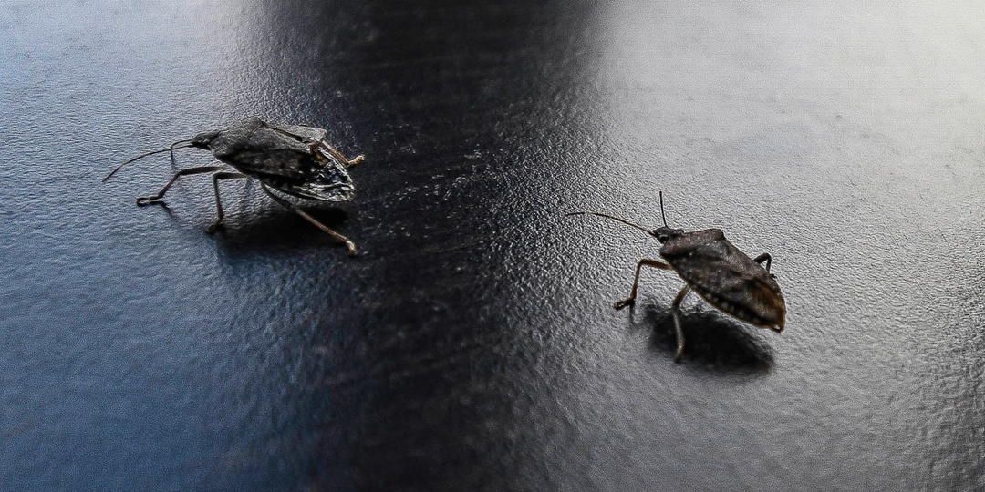 Причина массового нашествия клопов в Крыму и что делать, если насекомые уже в доме