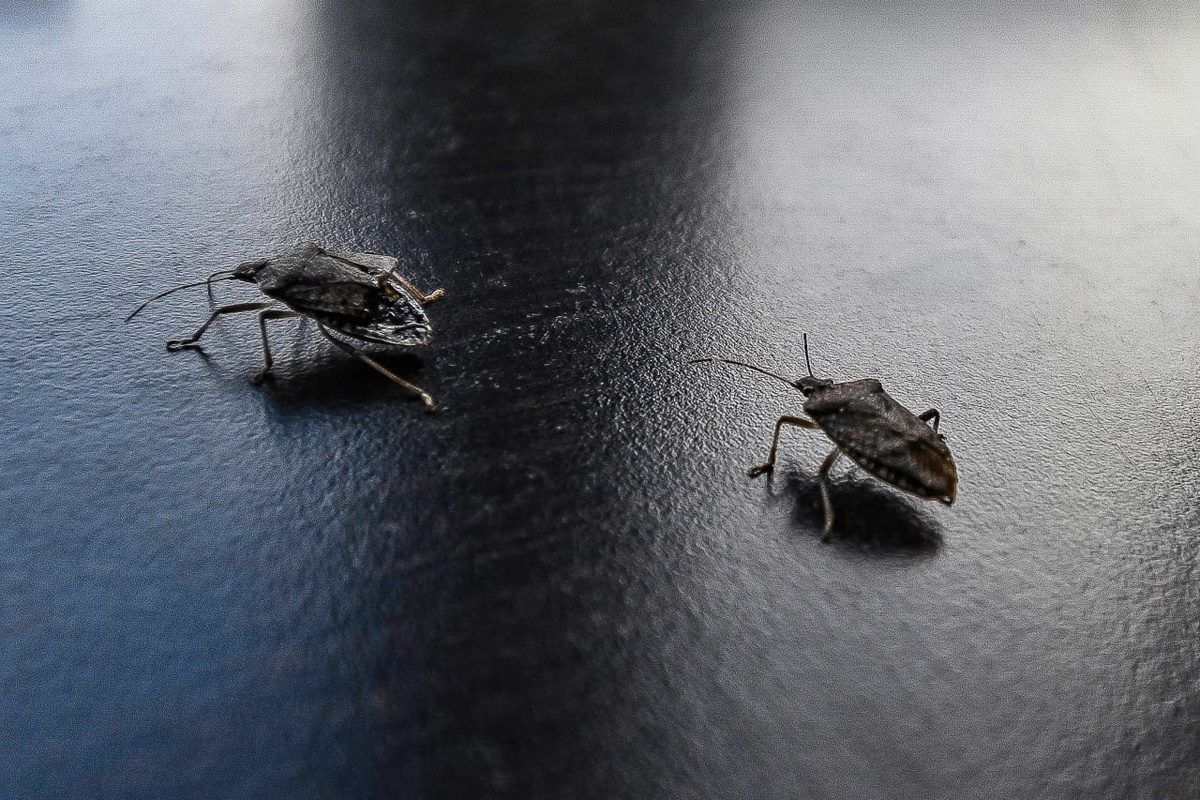 Фото: Гала Амарандо