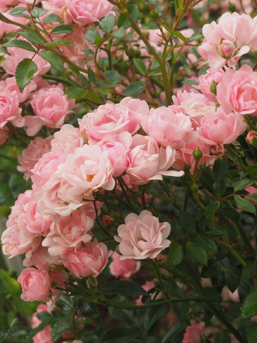 Чем подкормить розы осенью