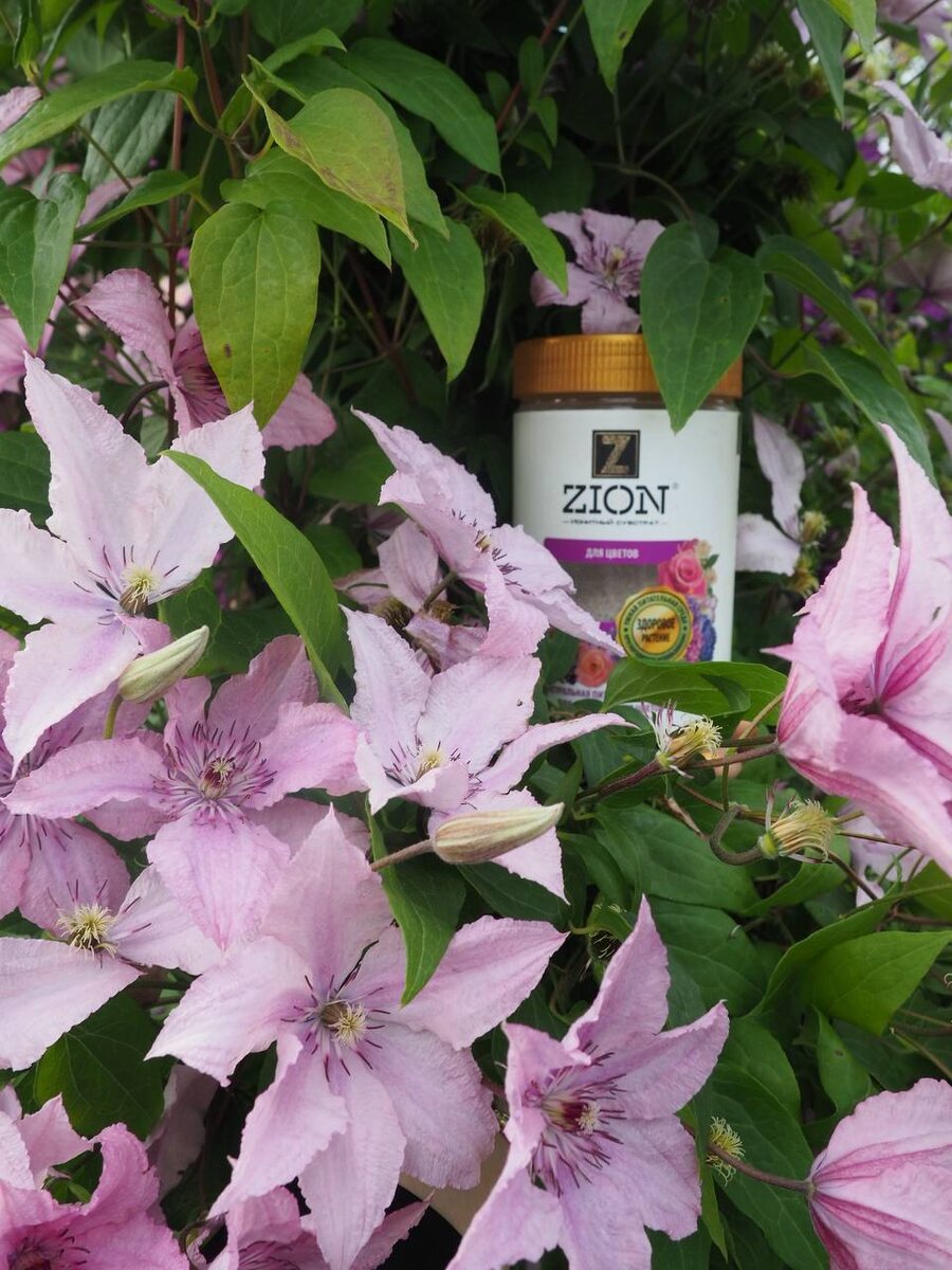 Осенняя подкормка многолетников