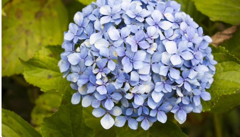 Укрытие гортензии на зиму в Подмосковье: сроки и способы