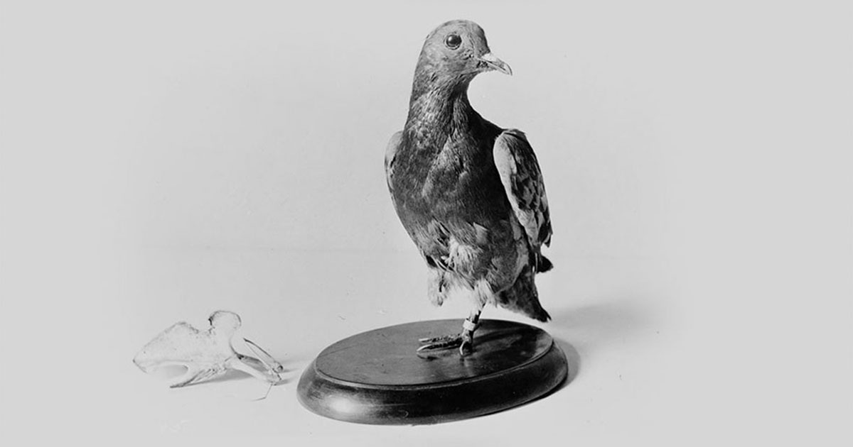 Чучело голубки Шер Ами