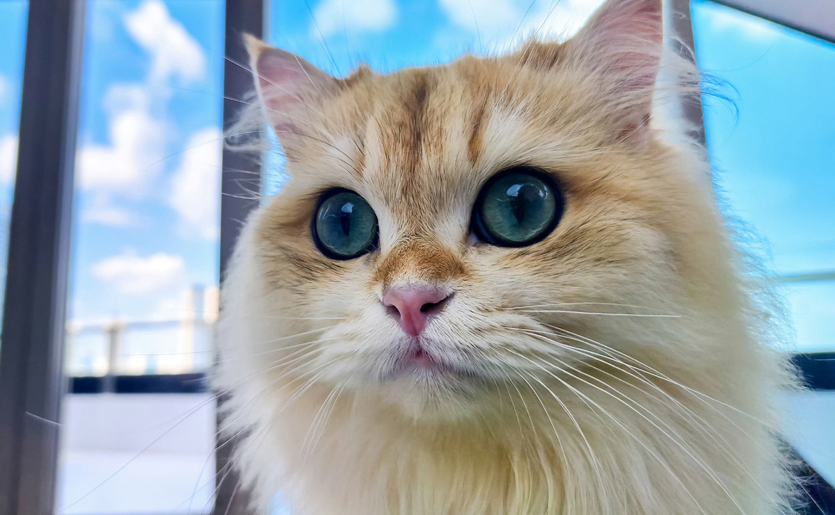 Фото Red Magic  📷
