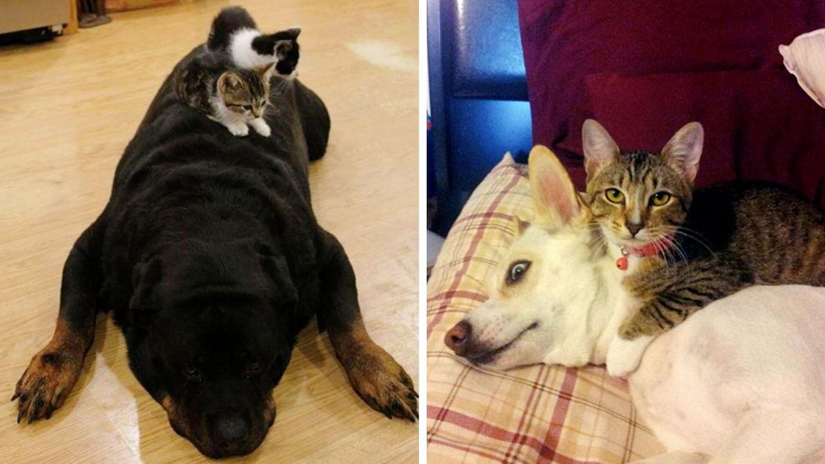 Все, что вам хотелось знать о дружбе кошек и собак --->> ЕЩЕ ФОТО --->>