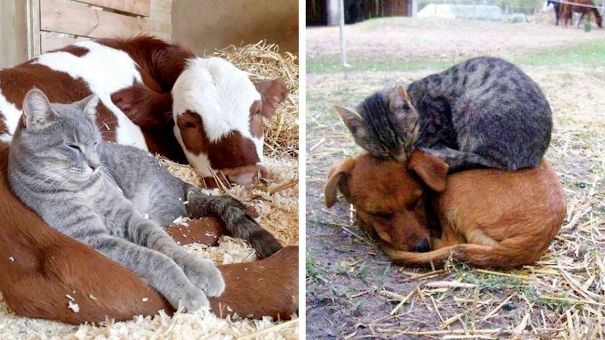 Слева - Буренка, а справа - Буран - такой лежачок никому не отдам!