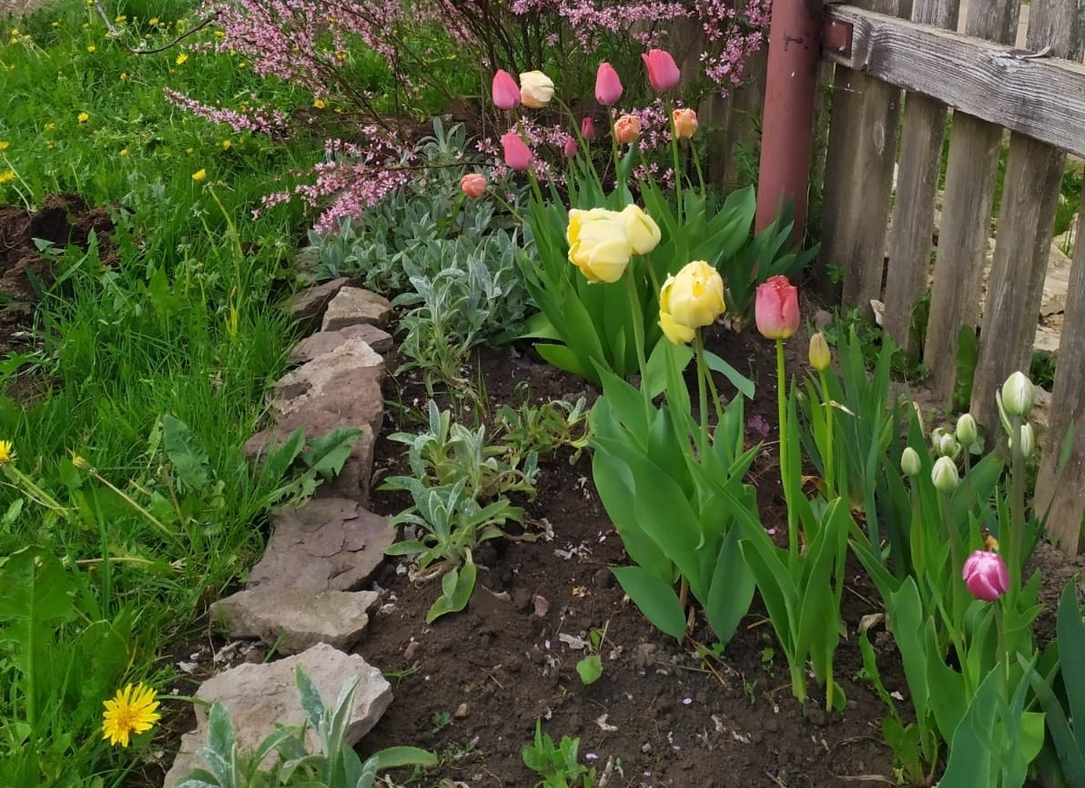    Сорняков весной почти нет: в октябре рассыпаю по грядкам эти отходы — и земля спокойно отдыхает до мая