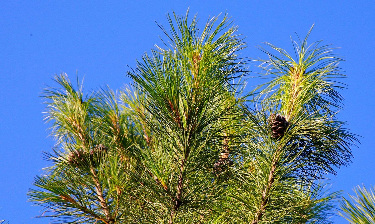 Фото: nsknews.info