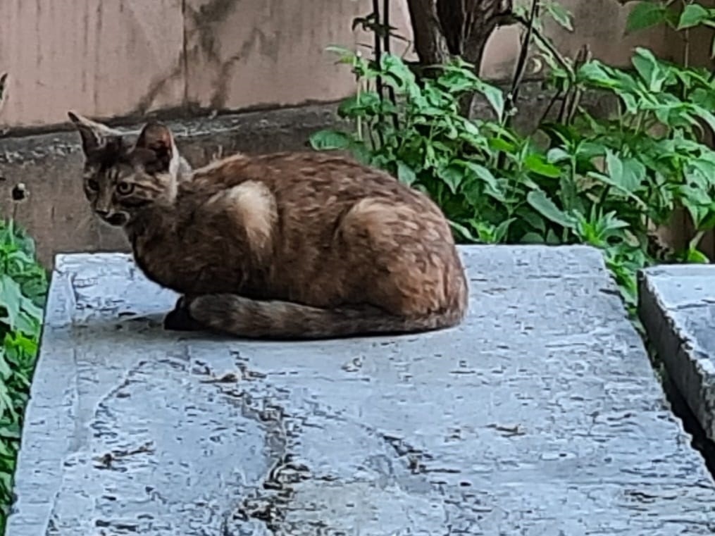 Одна из кошечек