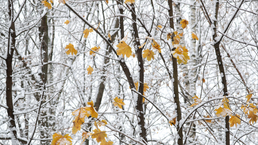   Фото: ИЗВЕСТИЯ/Эдуард Корниенко; 5-tv.ru