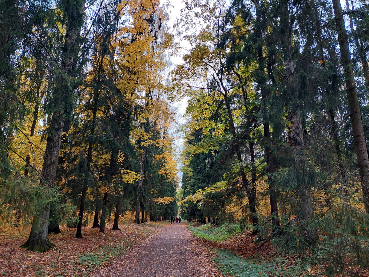 В Павловском парке растут сосны, ели, березы, липы. Фото автора. →