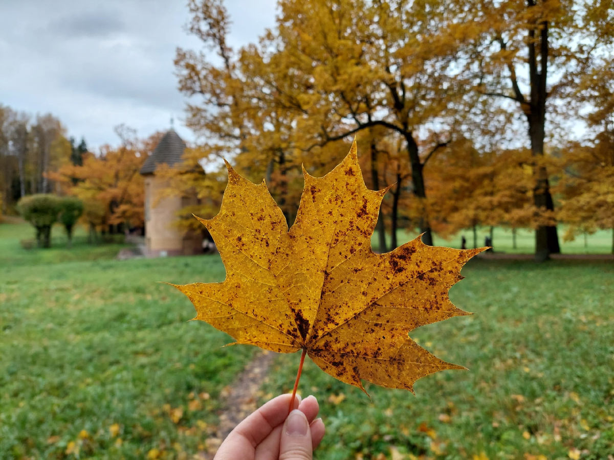 Листья платановидного клены кружась пикируют под ноги. Фото автора. →