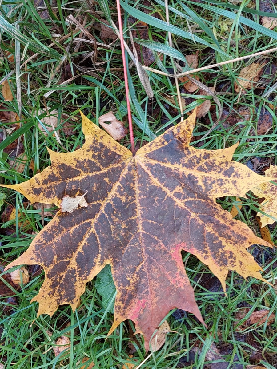 Из листьев клена дети плетут венки, взрослые – собирают букеты. Фото автора. →