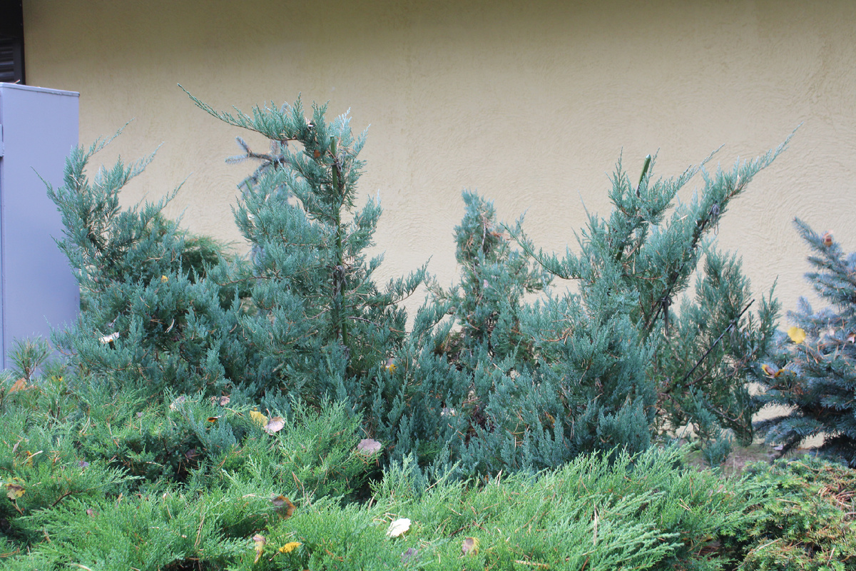 Наш сад в октябре