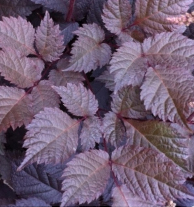 Шоколад сегун