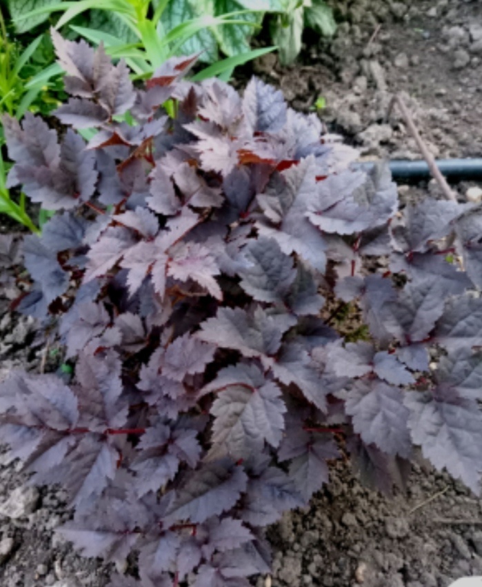 Обратная сторона Луны