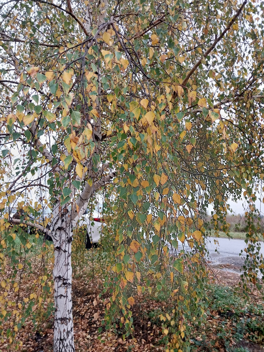 Осень, ах осень...