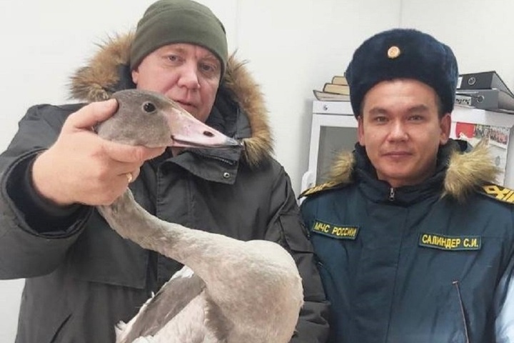 На Ямале из «ледяной ловушки» спасли отбившегося от стаи птенца лебедя