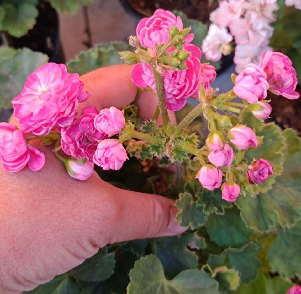 Dynasty Daji. Вот здесь видно, как из верхушки цветоноса растет ещё несколько цветоносов с бутончиками