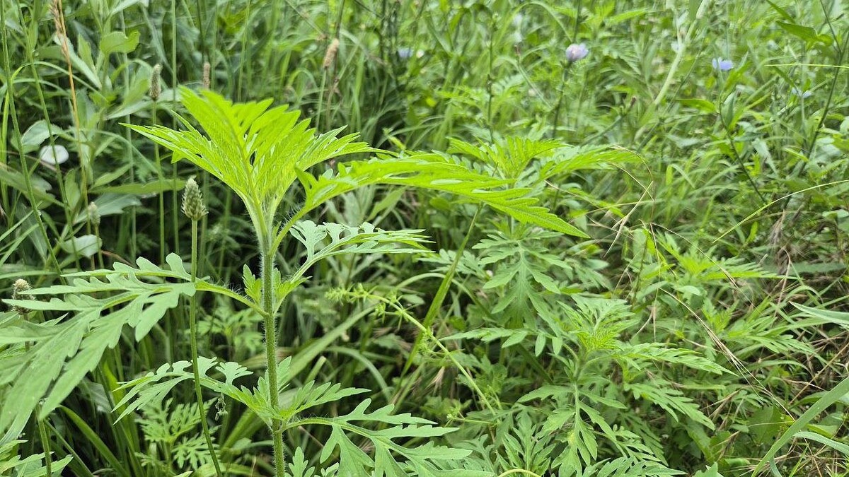    Фото: телеканал «Краснодар»