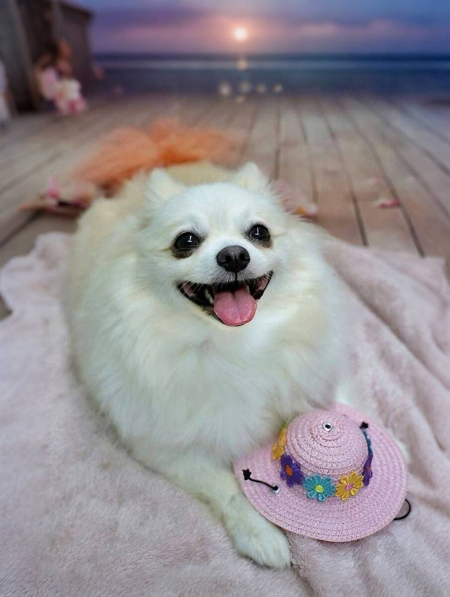 Маленькая собачка из приюта Домик Мелкашей ищет дом