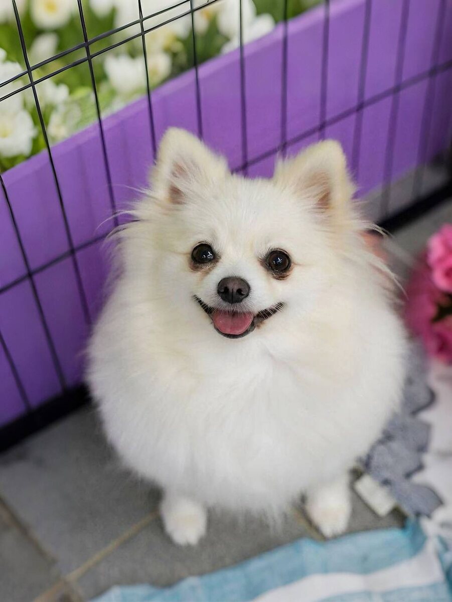 Маленькая собачка из приюта Домик Мелкашей ищет дом