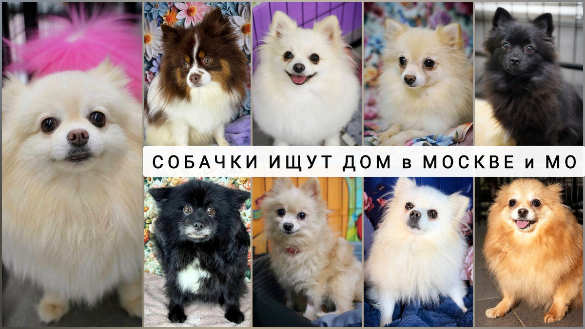 Собаки в добрые руки 