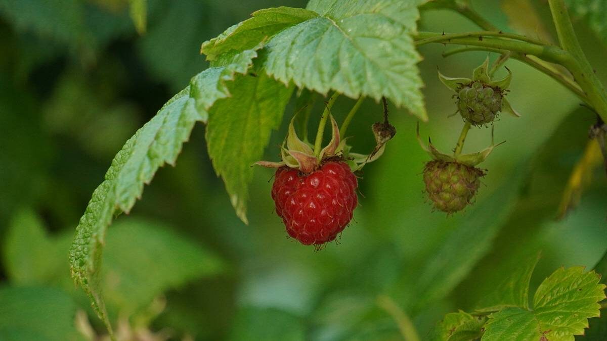    Фото: Анатолий Цымбалюк / Вечерняя Москва