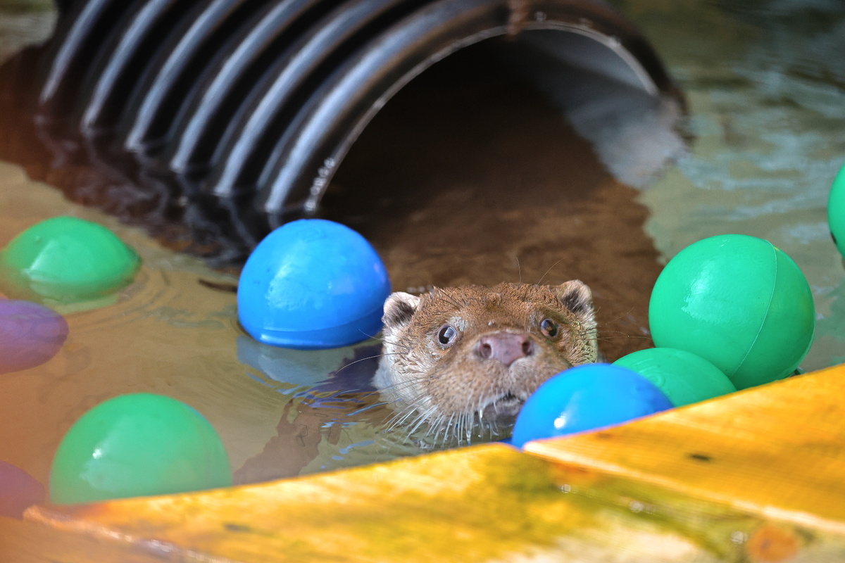 Обогащение среды обитания: игрушки для выдры