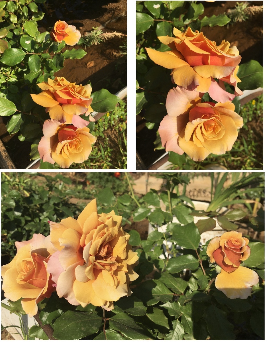 фотоколлаж Екатерины