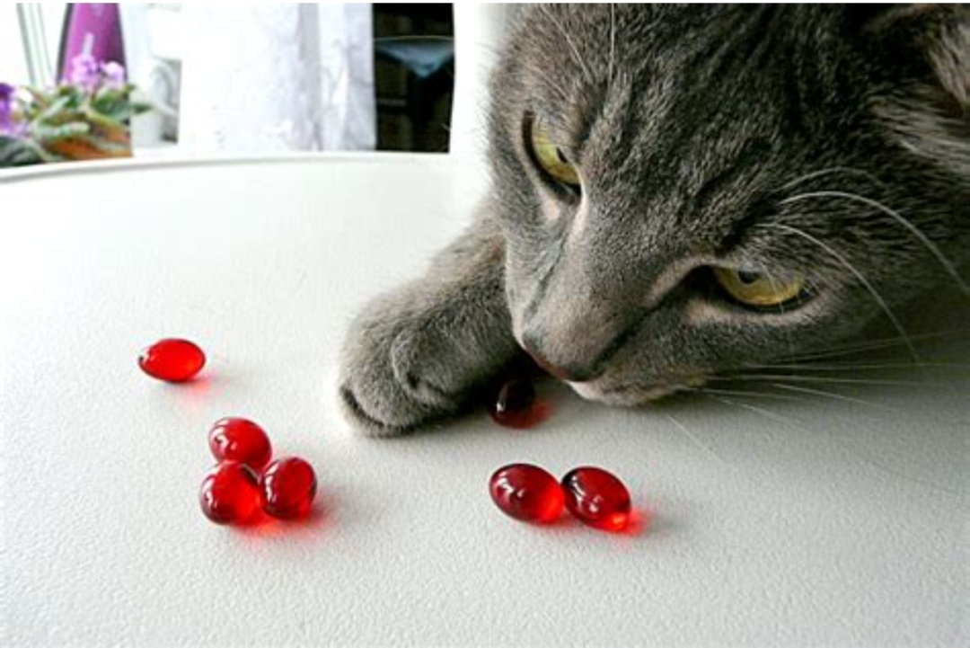 Фото из интернета