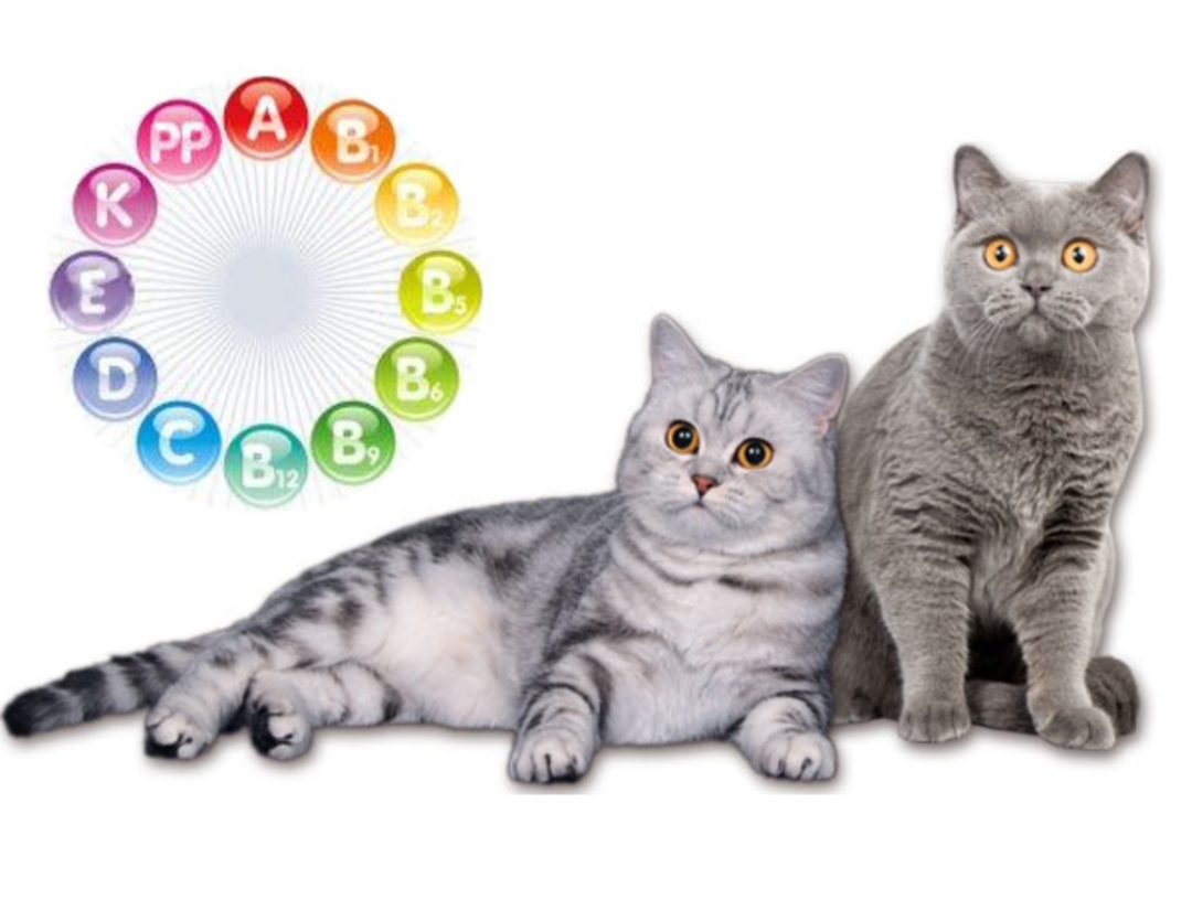 Фото из интернета