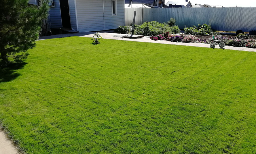 Газон из мятлика