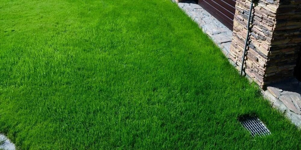 Газон из овсяницы красной