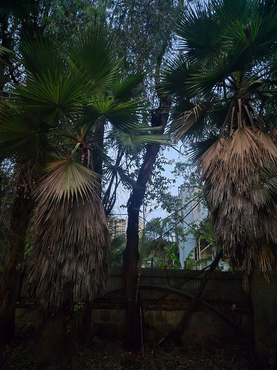 Растительность в обычном дворе в Аддис Абебе