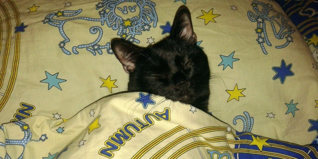 Иди ищи себе другую кровать: 7 признаков, что кот – главарь вашего дома (смешные кошки)