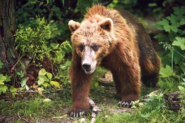    К чему снится медведь?